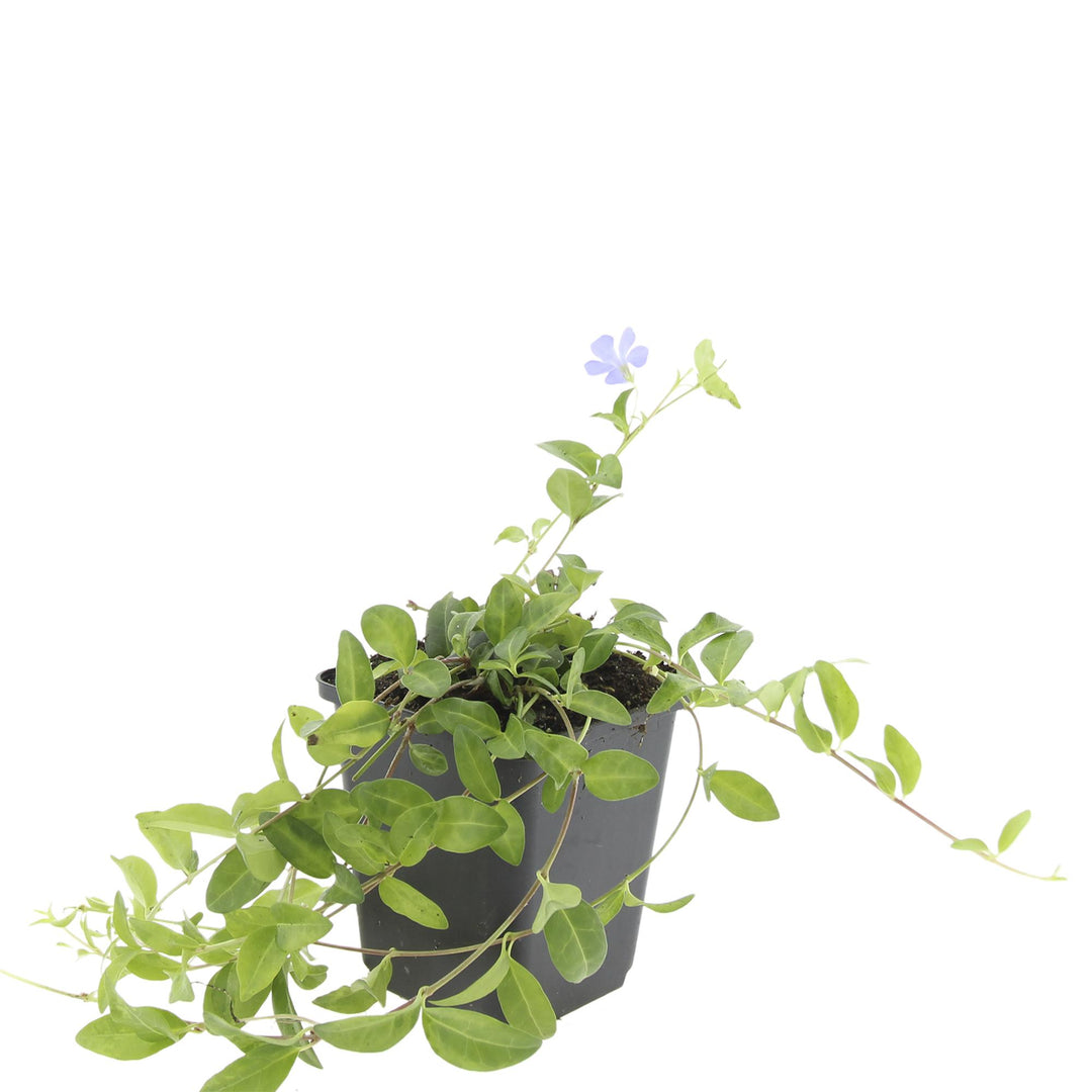 Vinca minor 'La Grave' plant in a 9cm pot with green foliage and light blue flowers, by Everspring.