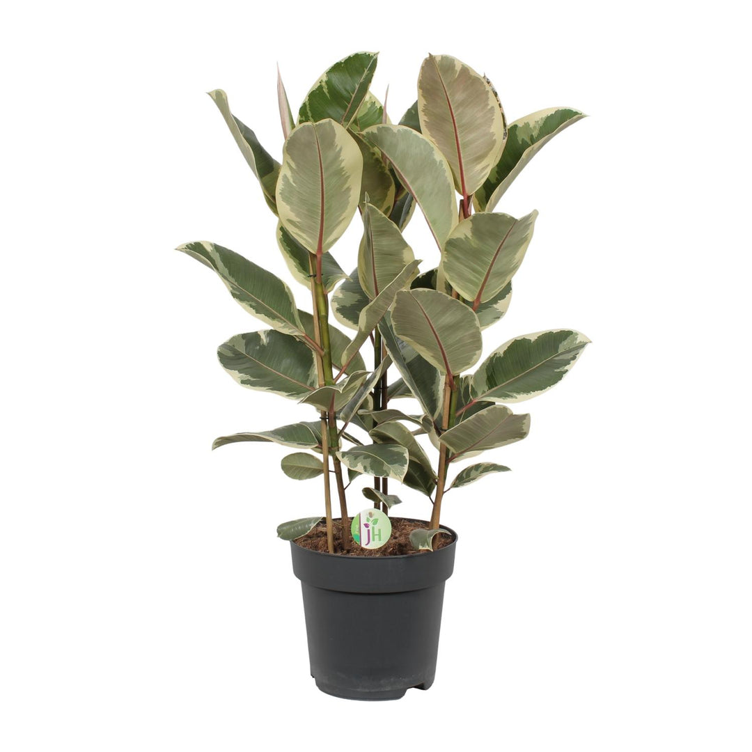 Variegated Ficus Tineke Rubber Plant in a 27cm pot, featuring green and cream leaves, by Everspring.