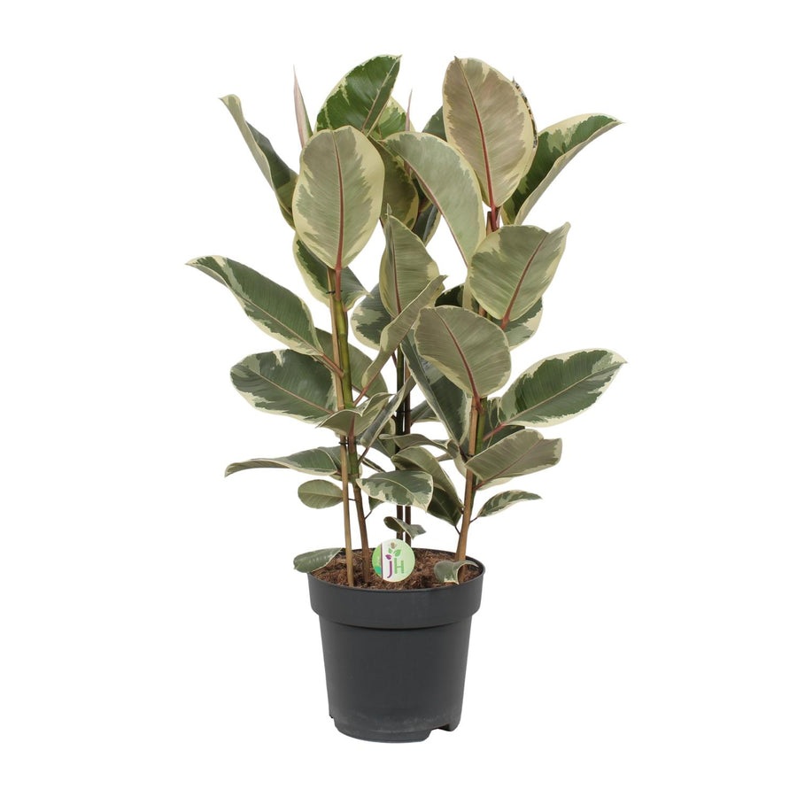 Variegated Ficus Tineke Rubber Plant in a 27cm pot, featuring green and cream leaves, by Everspring.