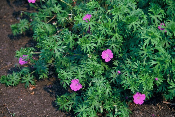 48x Geranium 'Tiny Monster' - ↕10-25cm - Ø9cm