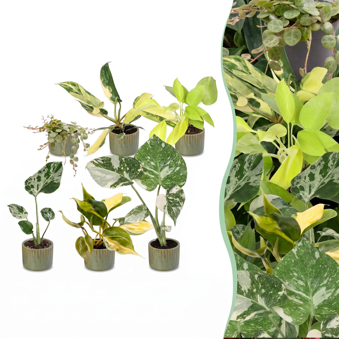Baby Tropical Mix, six tropical houseplants in Ø6cm pots