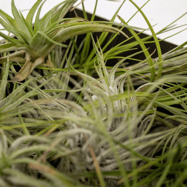 Everspring - Tillandsia Air mix - 20 pieces - 6 cm - ø6