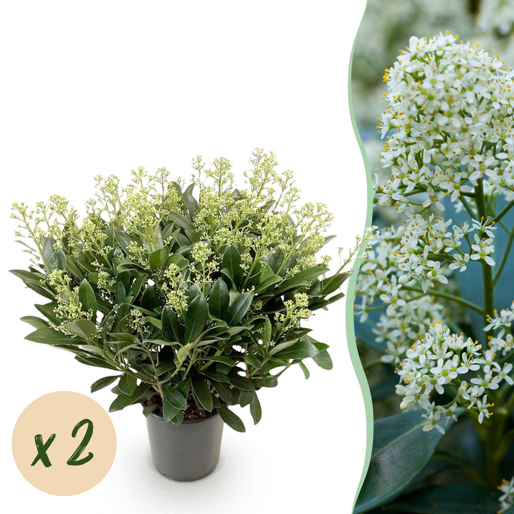 Pack of 2 Skimmia japonica 'Finchy' plants in 19cm pots, 60cm tall