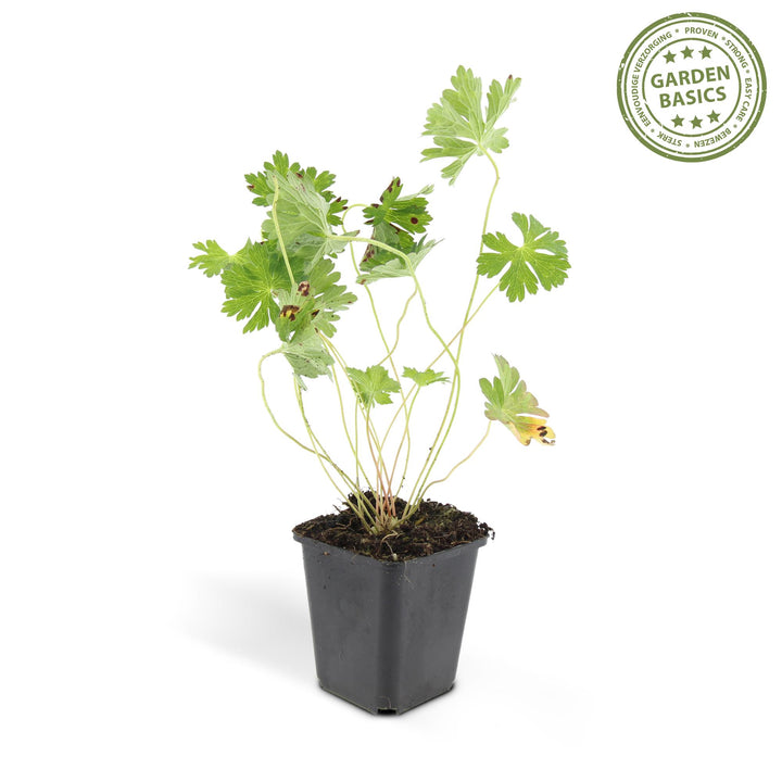 Geranium Rozanne Plants - Long Blooming Perennial Groundcover