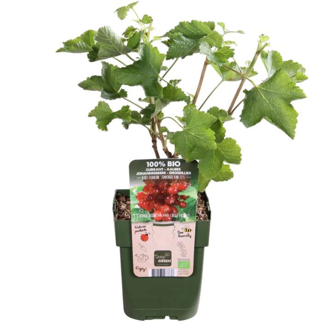 Organic Redcurrant Bush x 6 (Ribes rubrum) | 20-25cm Plant in 13cm Pot