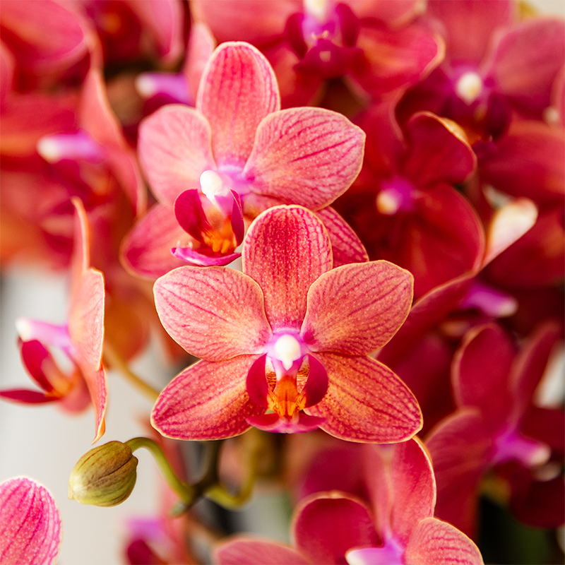 Pink and red orchid flowers in a surprise box mix from Everspring, featuring two 9cm plants.