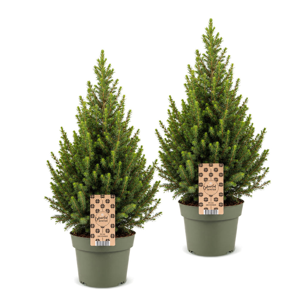 Pack of 2 potted dwarf spruce Christmas trees, 65cm in 19cm pots - view 2