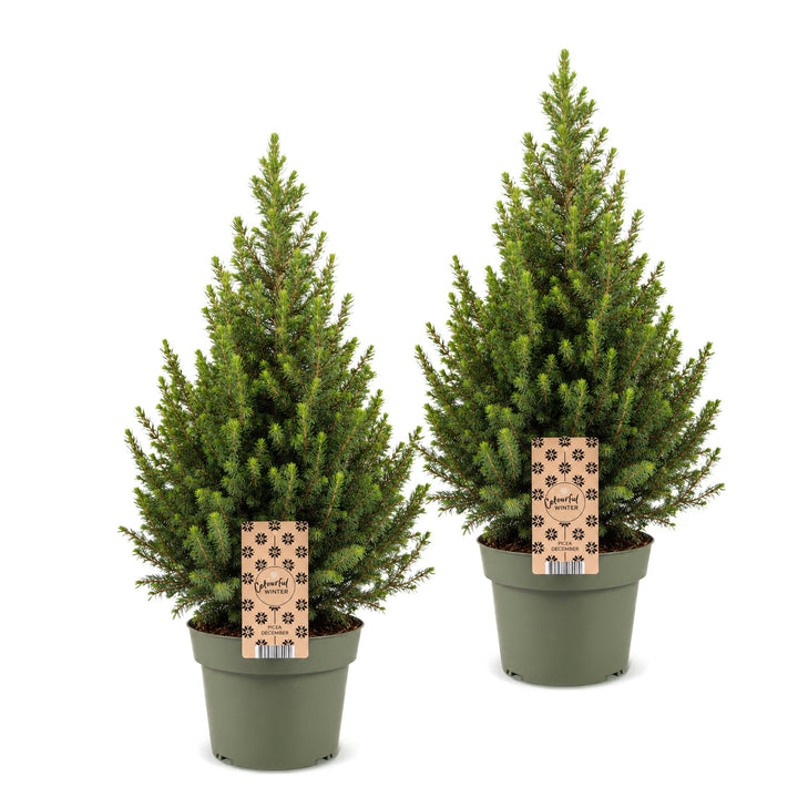 Pack of 2 potted dwarf spruce Christmas trees, 65cm in 19cm pots - view 2