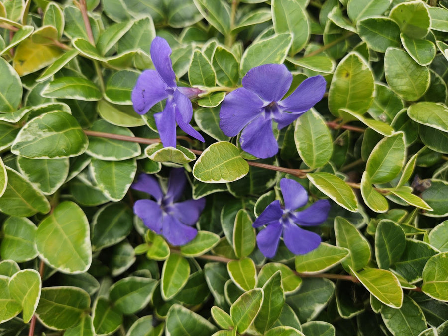 Variegated lesser periwinkle with purple flowers and cream-edged green oval leaves on trailing stems, shown at full maturity