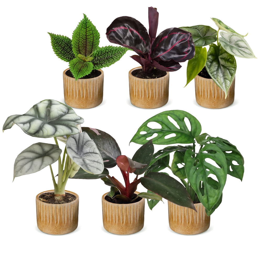 Baby Jungle Mix tropical houseplants, pack of 6, image 2