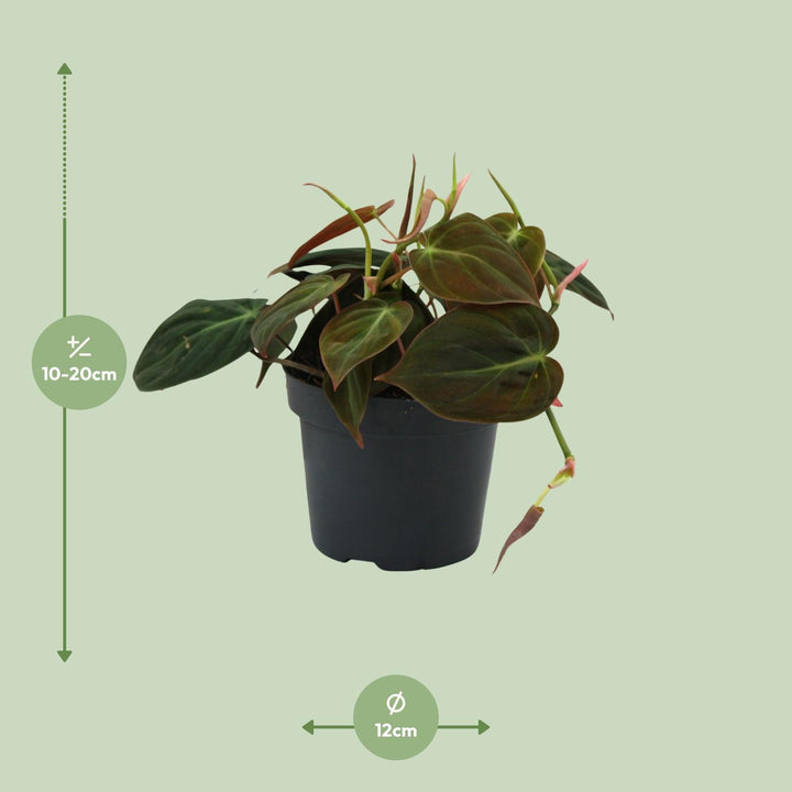 Philodendron Micans Plant - 12cm Pot Indoor Houseplant Easy Care