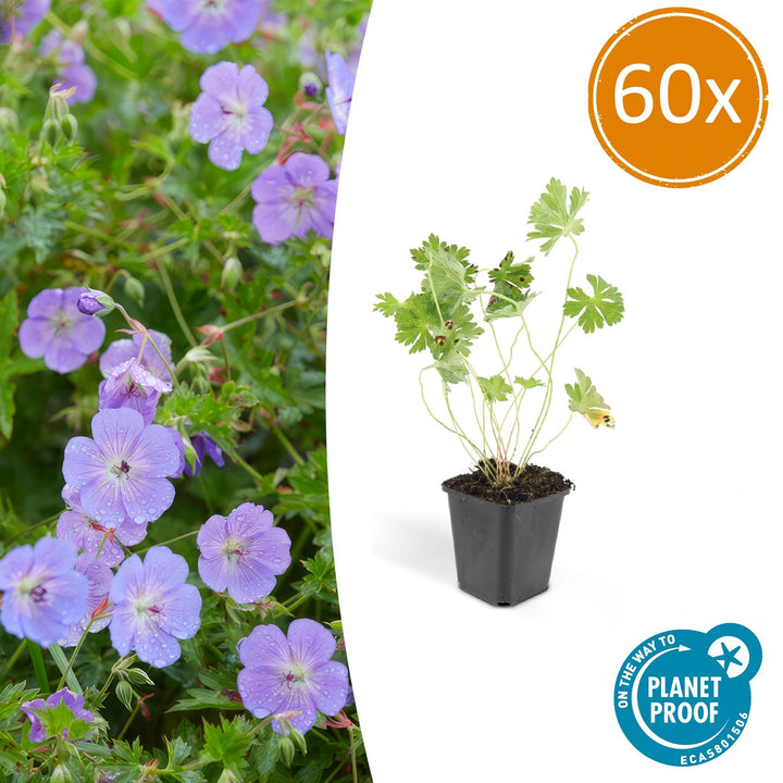 Geranium Rozanne plants with vibrant purple flowers, ideal for groundcover and container gardening, by Everspring.