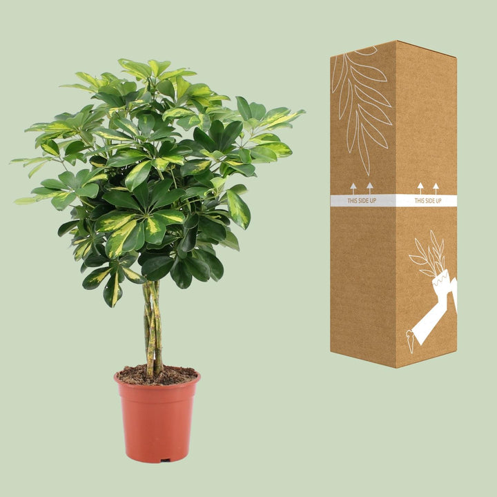 Umbrella Tree (Schefflera): Elegant Foliage, Air-Purifying & Easy Care – Your Perfect Statement Plant!