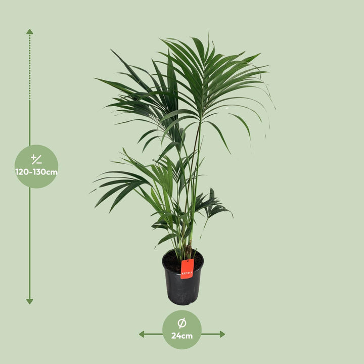 Kentia Palm Howea Forsteriana 130cm - Low Light Indoor Plant