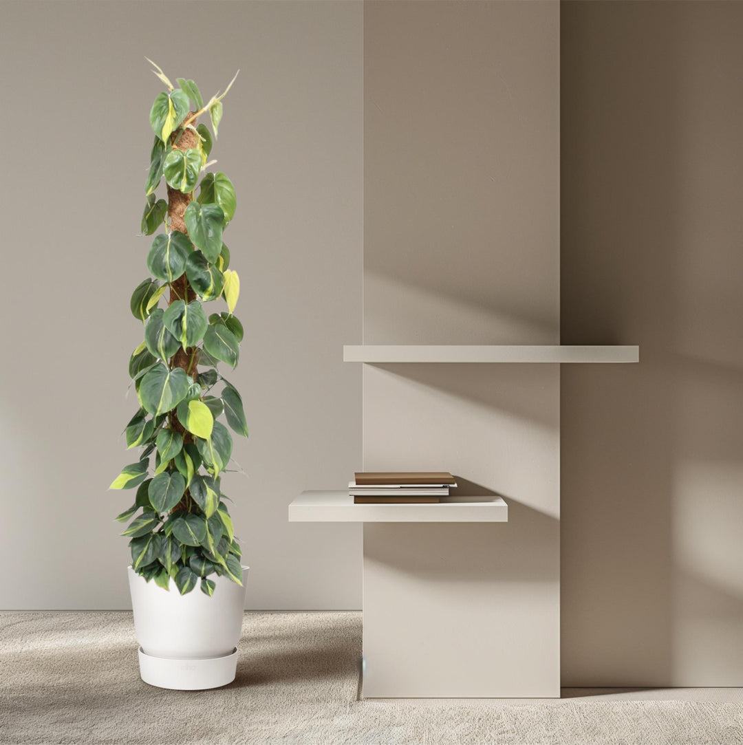 Philodendron Green Wonder - Heart-Shaped Leaves Indoor Plant