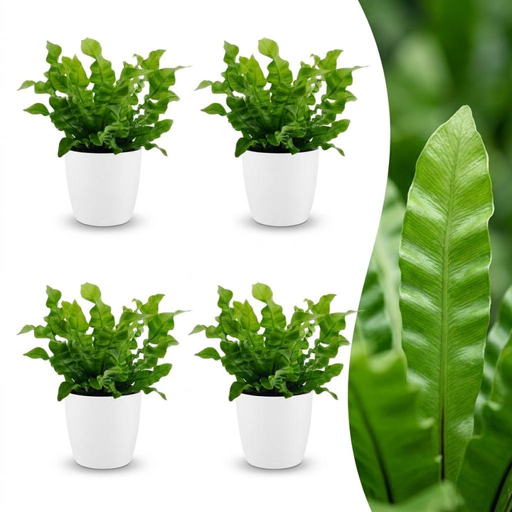 Asplenium Crispy Wave - Crispy Wave Fern - 4 Plants - with White Pot - Pot 12cm - Height - 30cm
