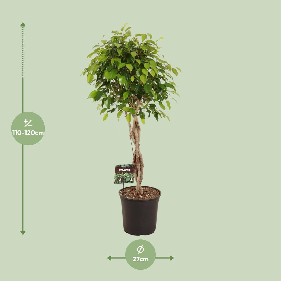 Ficus Benjamina Plant 120cm - Large Indoor Houseplant 27cm Pot
