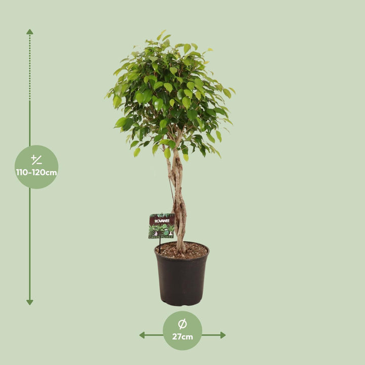 Ficus Benjamina Plant 120cm - Large Indoor Houseplant 27cm Pot