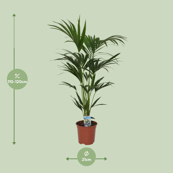 Kentia Palm Howea Forsteriana 120cm - Indoor Air Purifying Plant
