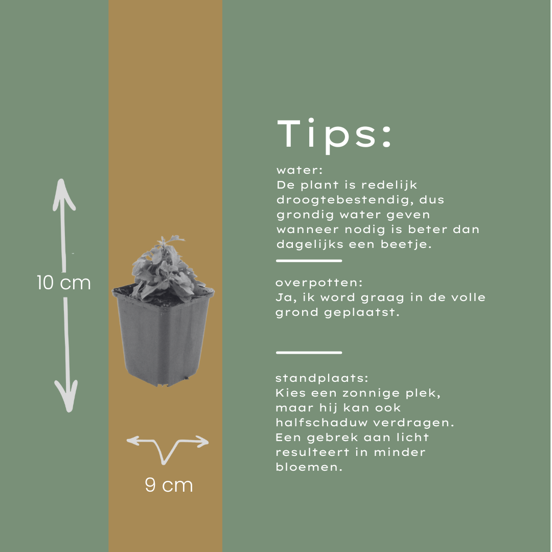 6x Erigeron karvinskianus - ↕10-25cm - Ø9cm