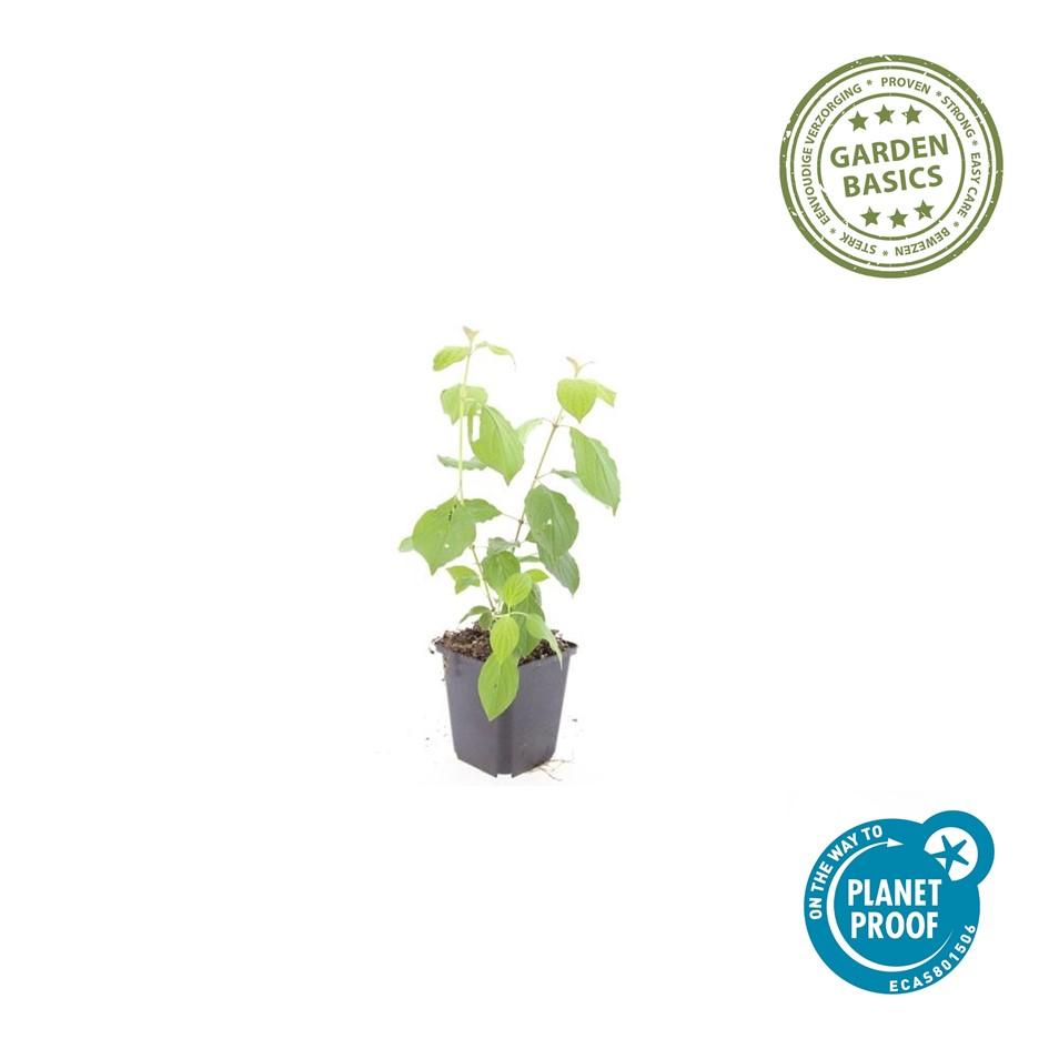 40x Cornus Midwinter Fire - Bloodtwig Dogwood 10-25cm - Ø9cm