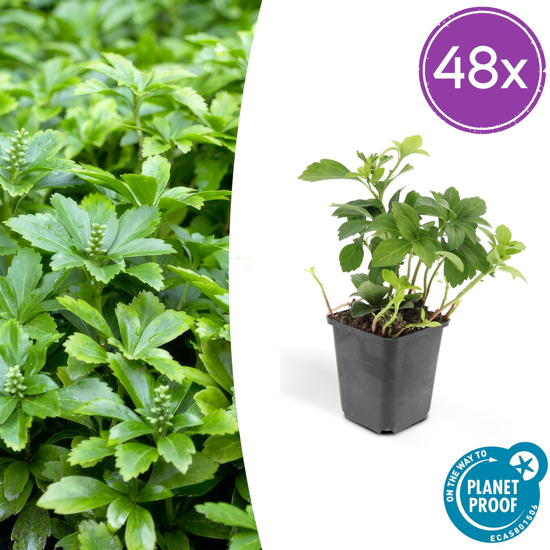 48x Pachysandra Green Carpet - Evergreen Ground Cover - 10-25cm