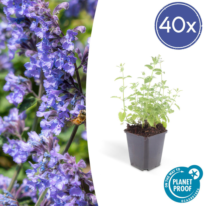 40x Nepeta Six Hills Giant Catmint - Lavender-Blue - 9cm Pot