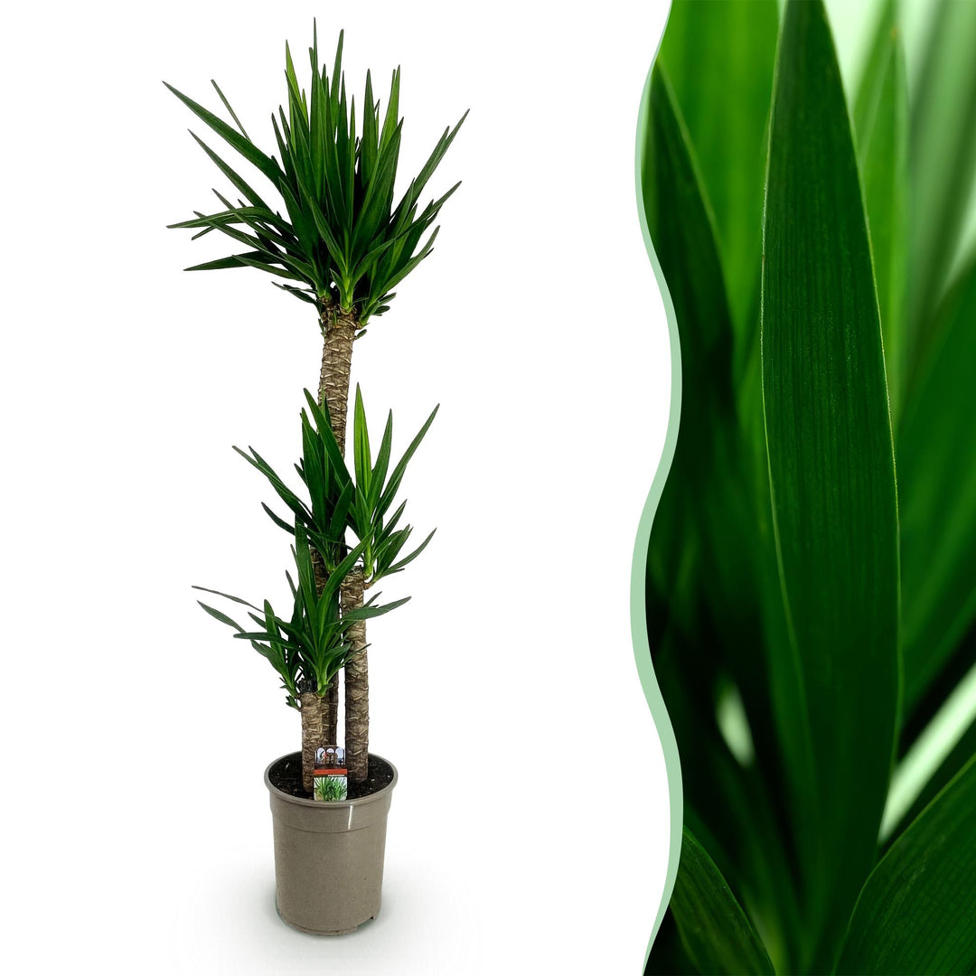 Yucca (Yucca elephantipes)