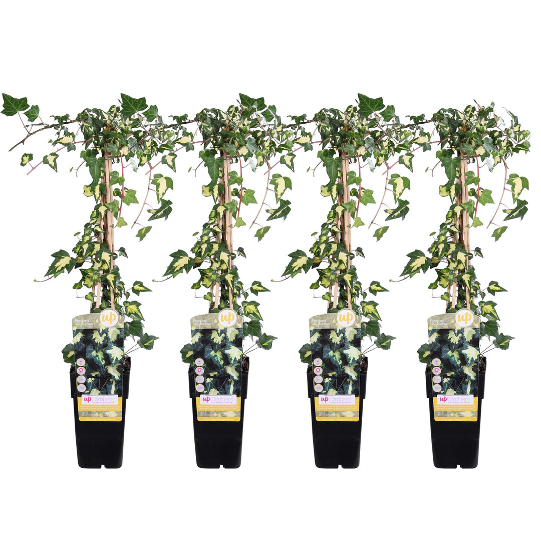 Hedera Helix Goldheart Ivy Plant 65cm - 4 Pack Climbing Plant