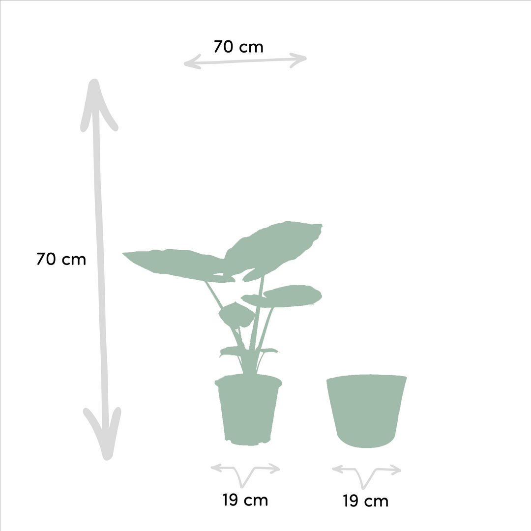 Strelitzia Nicolai & Alocasia Macrorrhiza Duo with Selin Basket: Your Instant Tropical Oasis – Buy Now!