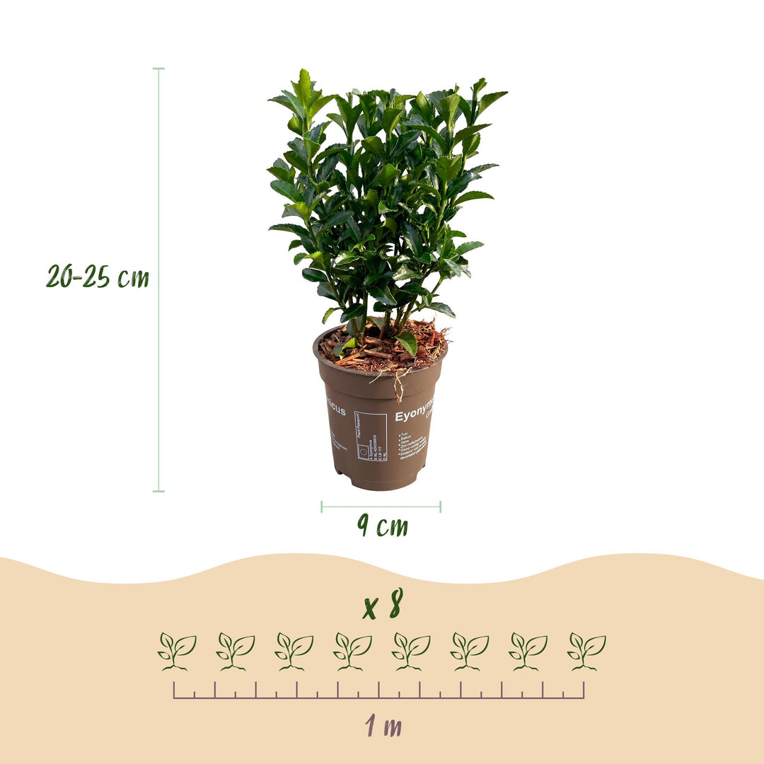 40 Euonymus japonicus 'Green Spire' hedging plants in 9cm pots, 20-25cm tall - view 4