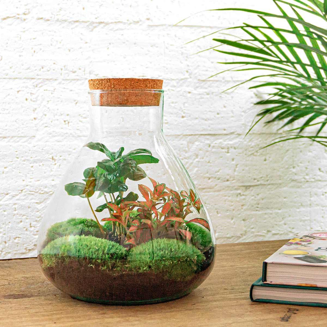 DIY terrarium - Sammie Coffea - ↕ 26 cm - Normal