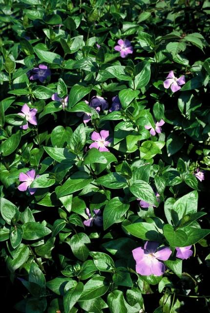48x Vinca major - ↕10-25cm - Ø9cm