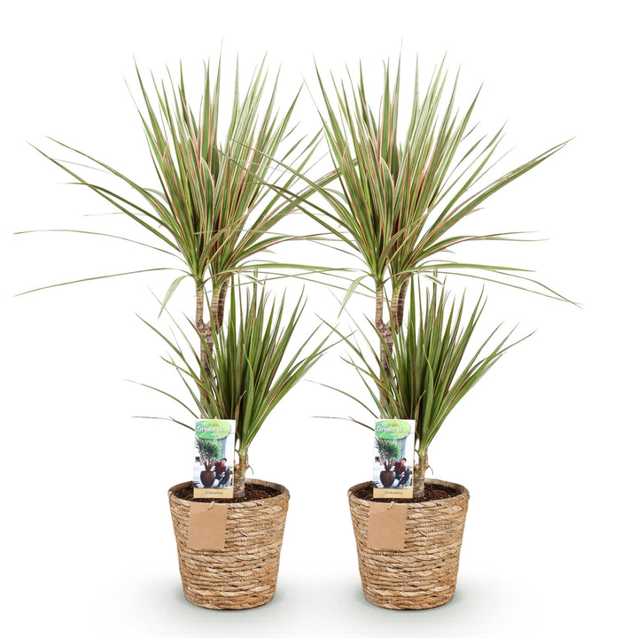 Dracaena 'Sunray' (Dracaena marginata 'Sunray'), detail view 1