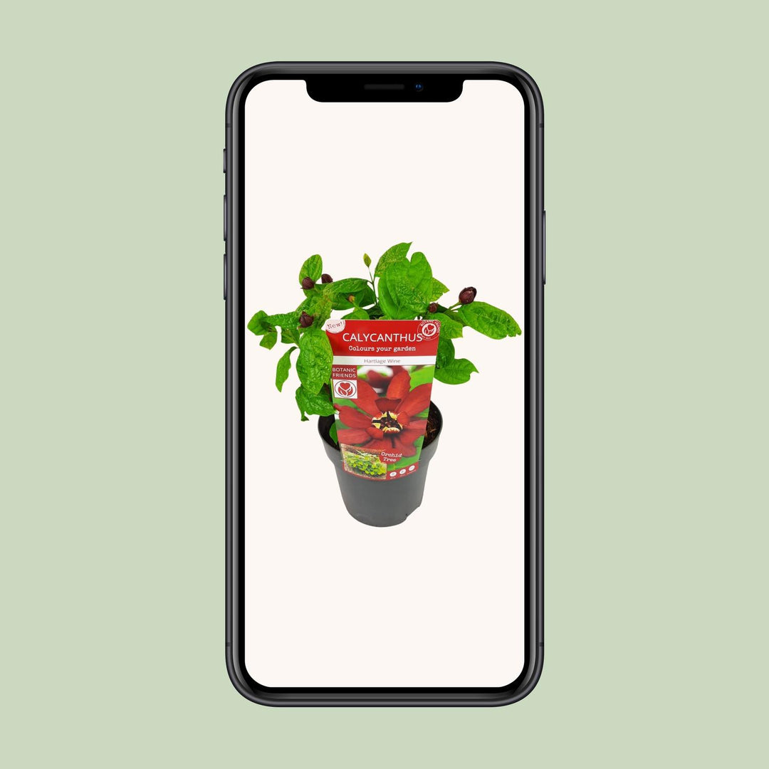 Sinocalycanthus 'Hartlage Wine' - Carolina Allspice - Ø19cm - ↕30-50cm