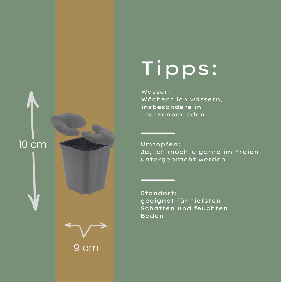 60x Asarum europaeum - ↕10-25cm - Ø9cm