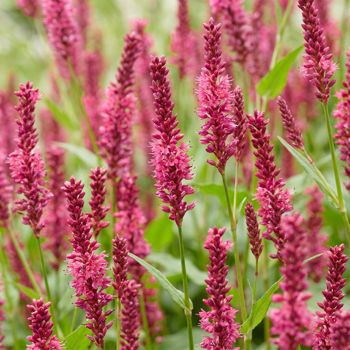 24 Persicaria amplexicaulis plants in 11cm pots, 15-25cm tall - view 5