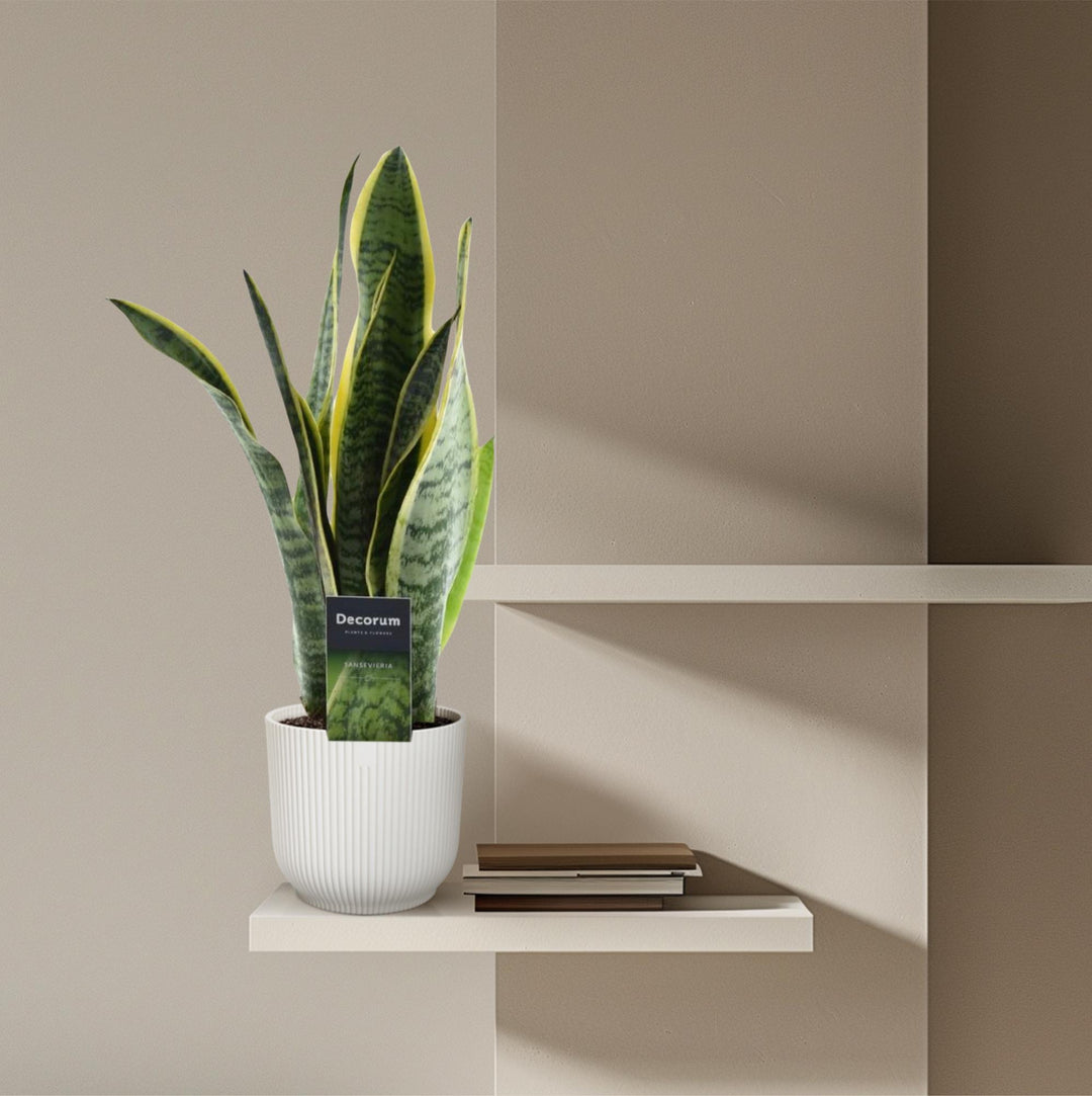 Green Sansevieria Snake Plant in a modern pot, ideal for low light indoor spaces, by Everspring.
