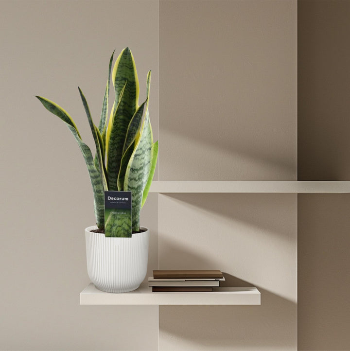Green Sansevieria Snake Plant in a modern pot, ideal for low light indoor spaces, by Everspring.