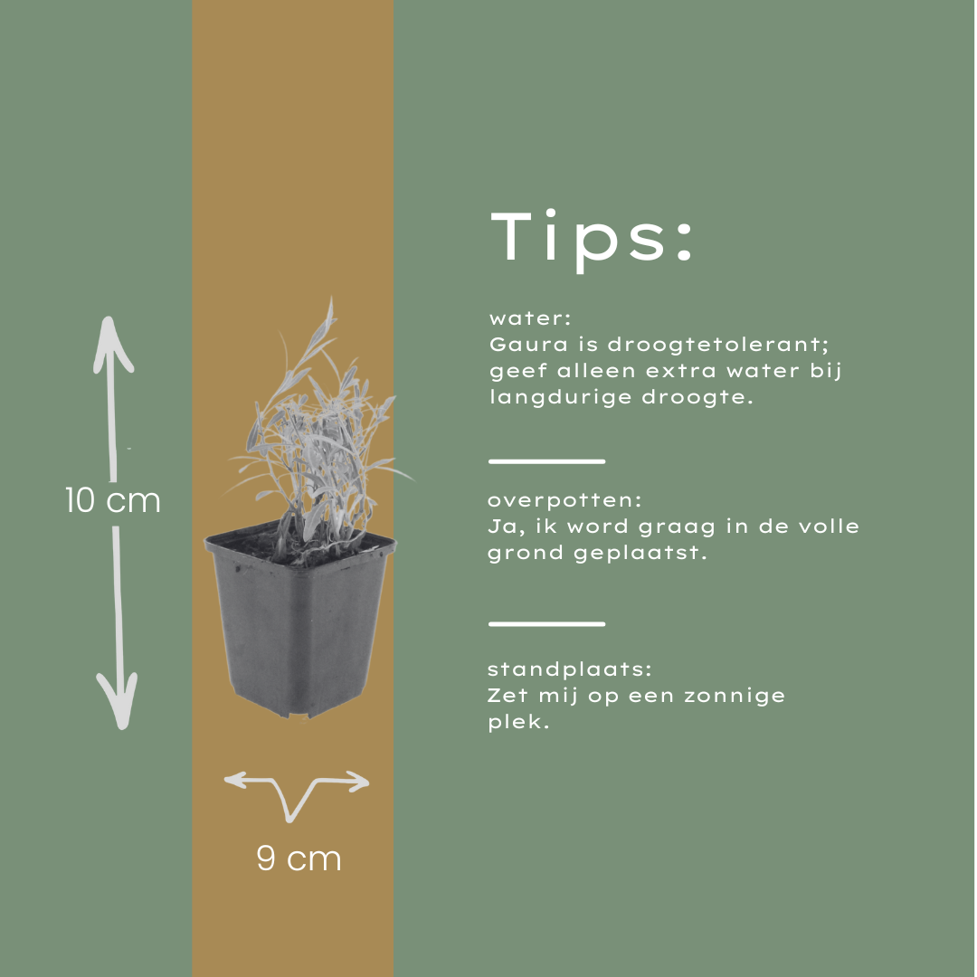 24x Gaura lindheimeri - ↕10-25cm - Ø9cm