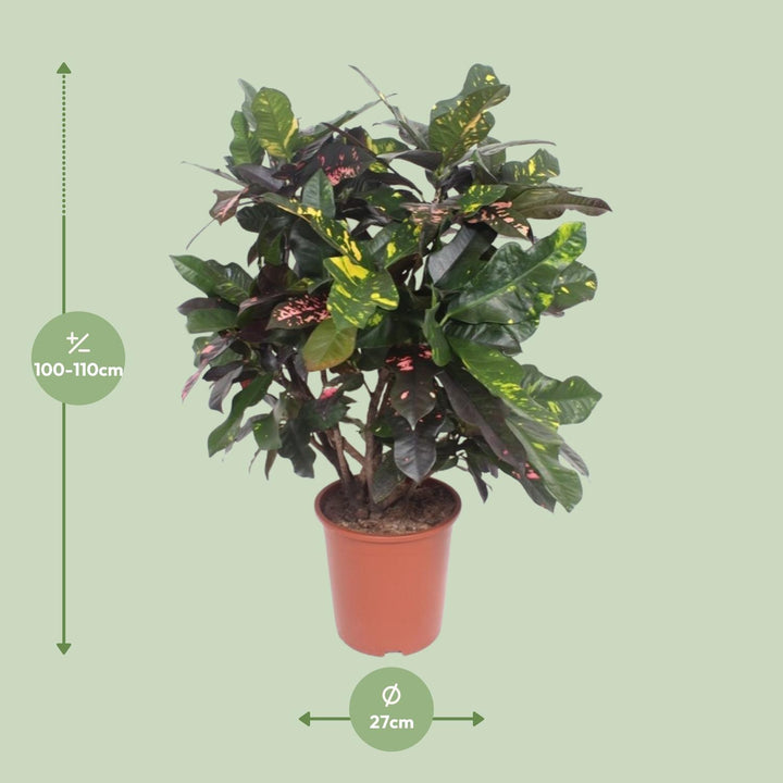Croton Plant (Codiaeum Magnificent) - 110cm Indoor Air Purifier