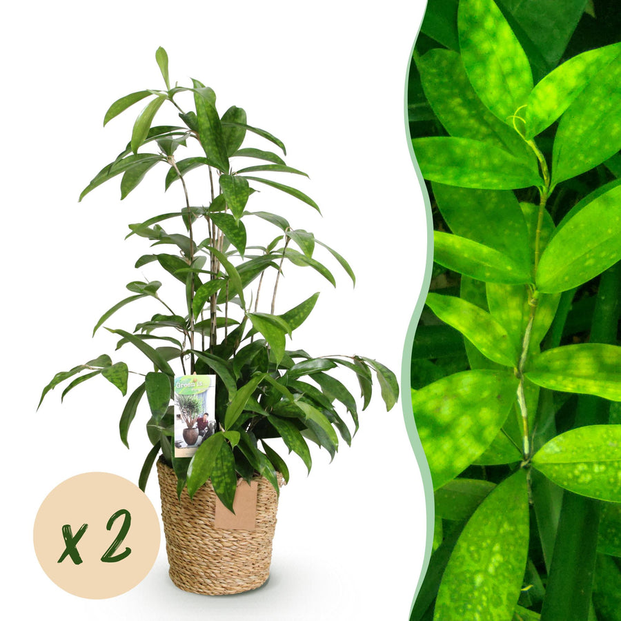 Dracaena surculosa with glossy pointed leaves on slender stems in a woven seagrass basket