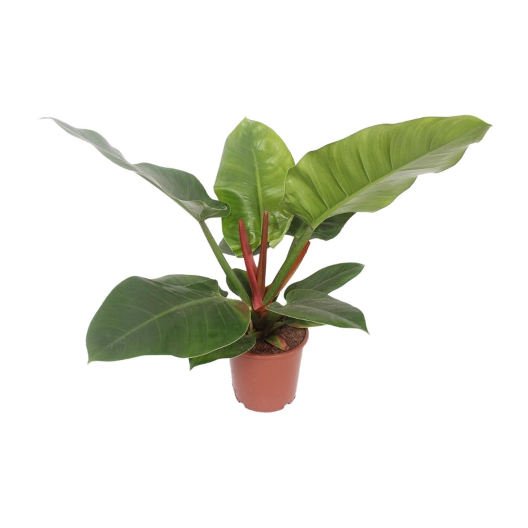Lush green leaves of Philodendron 'Imperial Green' plant by Everspring, ideal for air purification and indoor decor.