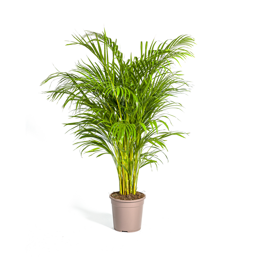 Dypsis Areca Lutescens 120-140cm — Areca Palm in 24cm pot