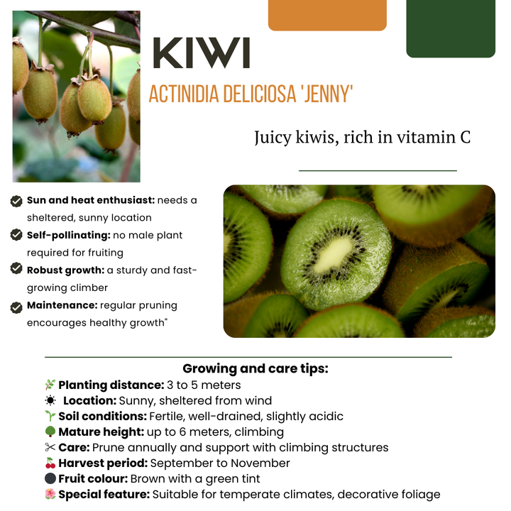 3 biological kiwi plants in 13 cm pots, 20 cm tall, by Everspring, featuring green foliage and climbing growth habit.