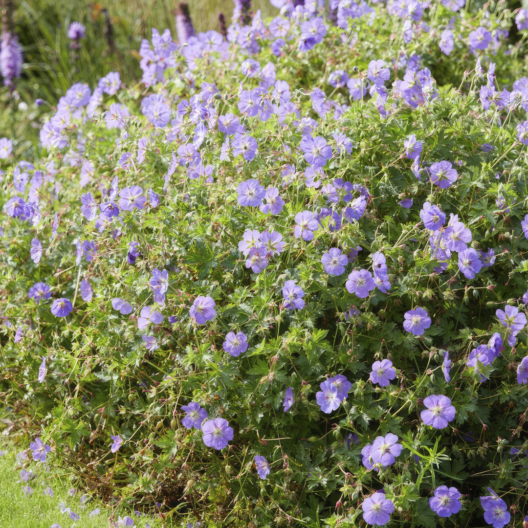 60 x Geranium Rozanne Plants - Long Blooming Perennial Groundcover