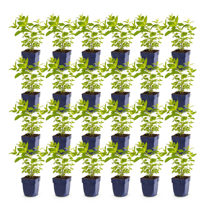 24 Nepeta sibirica 'Wild Orchid' catmint plants in 11cm pots - view 2