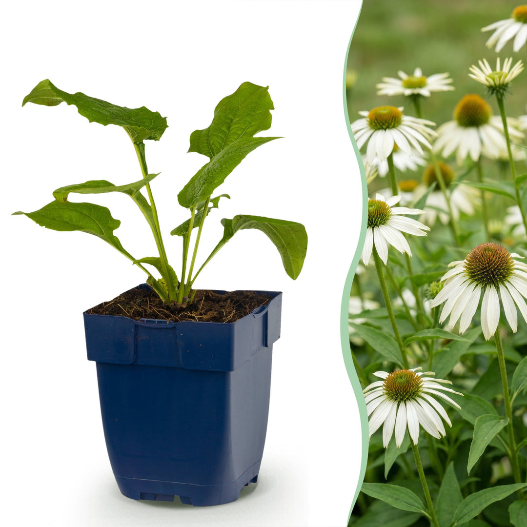 12 Echinacea purpurea 'Alba' white coneflower plants in 11cm pots