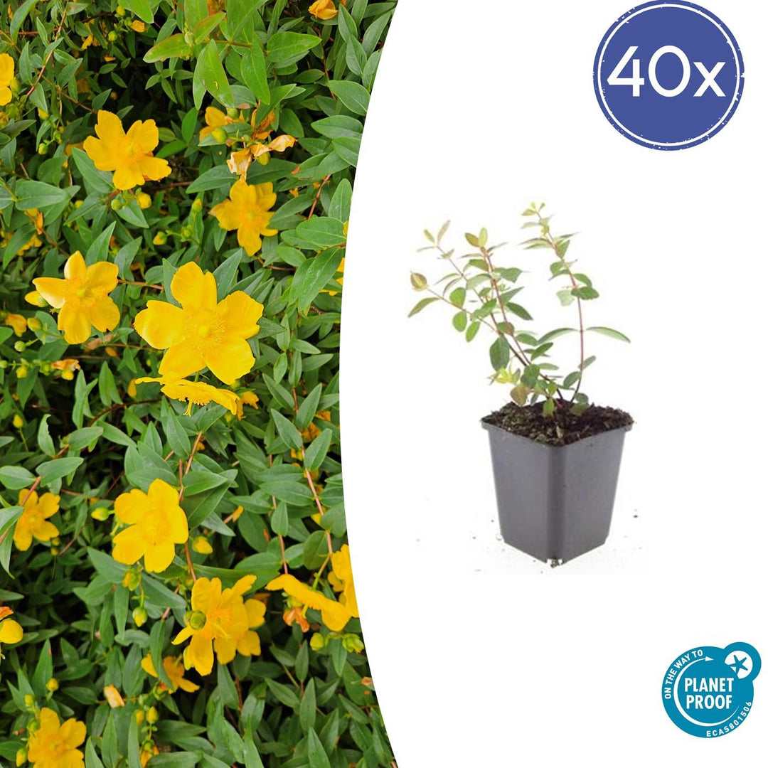 40x Hypericum Peter Dummer - Semi-Evergreen Ground Cover - 10-25cm