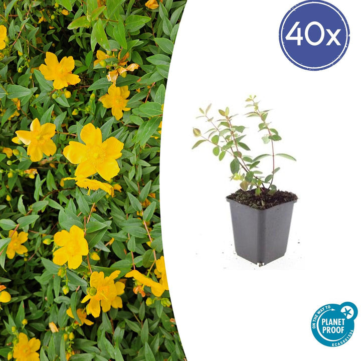 40x Hypericum Peter Dummer - Semi-Evergreen Ground Cover - 10-25cm